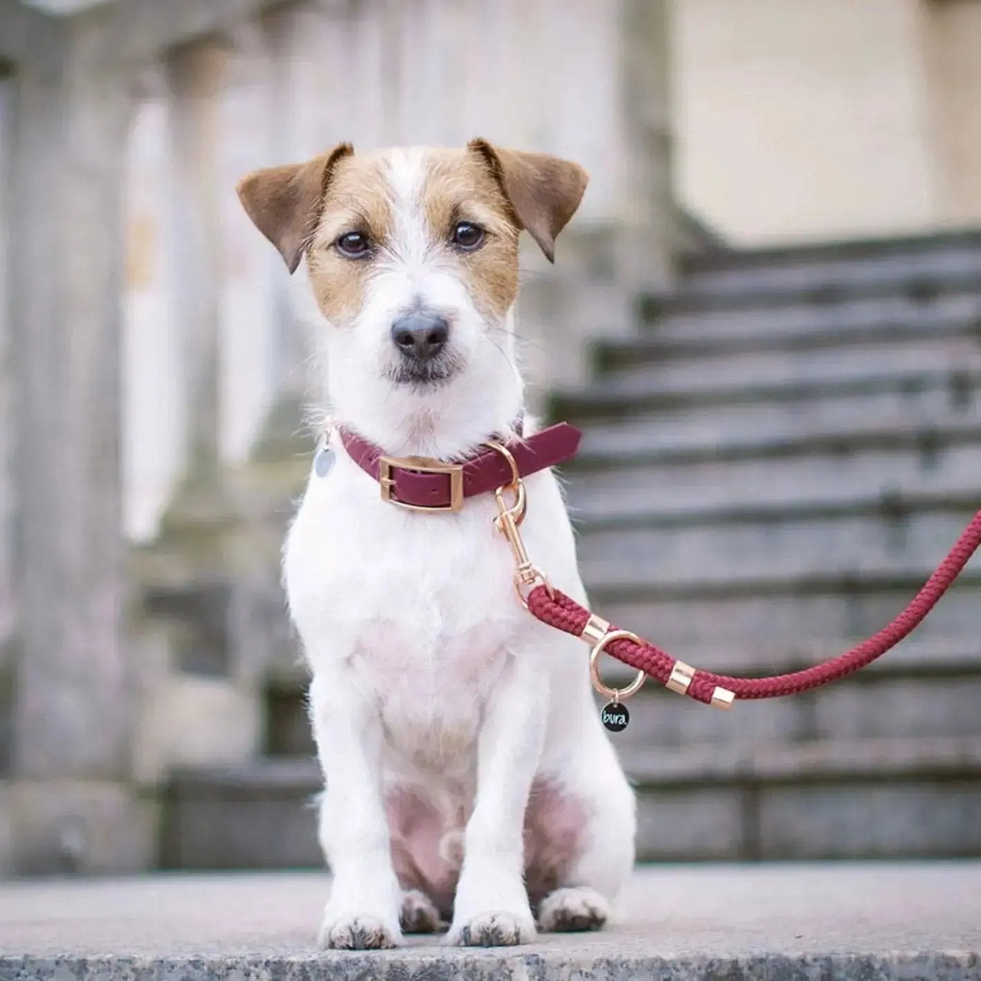 Smycz przepinana linowa dla psa, bordo / HAU... hot in here BURA