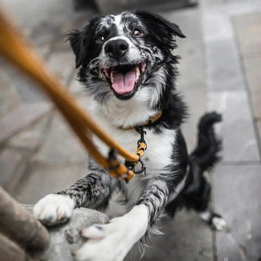 Smycz przepinana linowa dla psa, karmelowy / psiowe carmeLOVE BURA