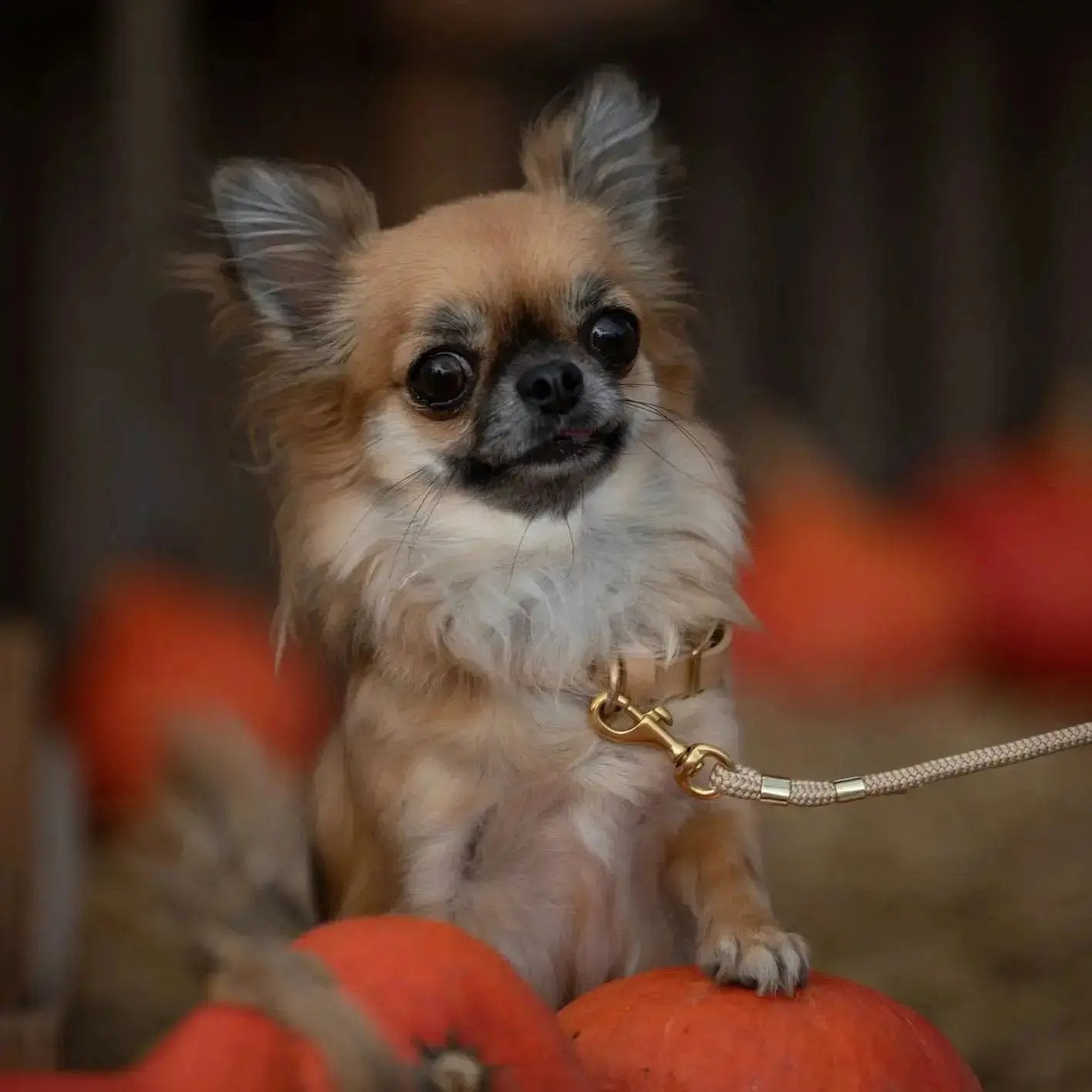 Smycz przepinana linowa dla psa, beż / PSInut butter BURA