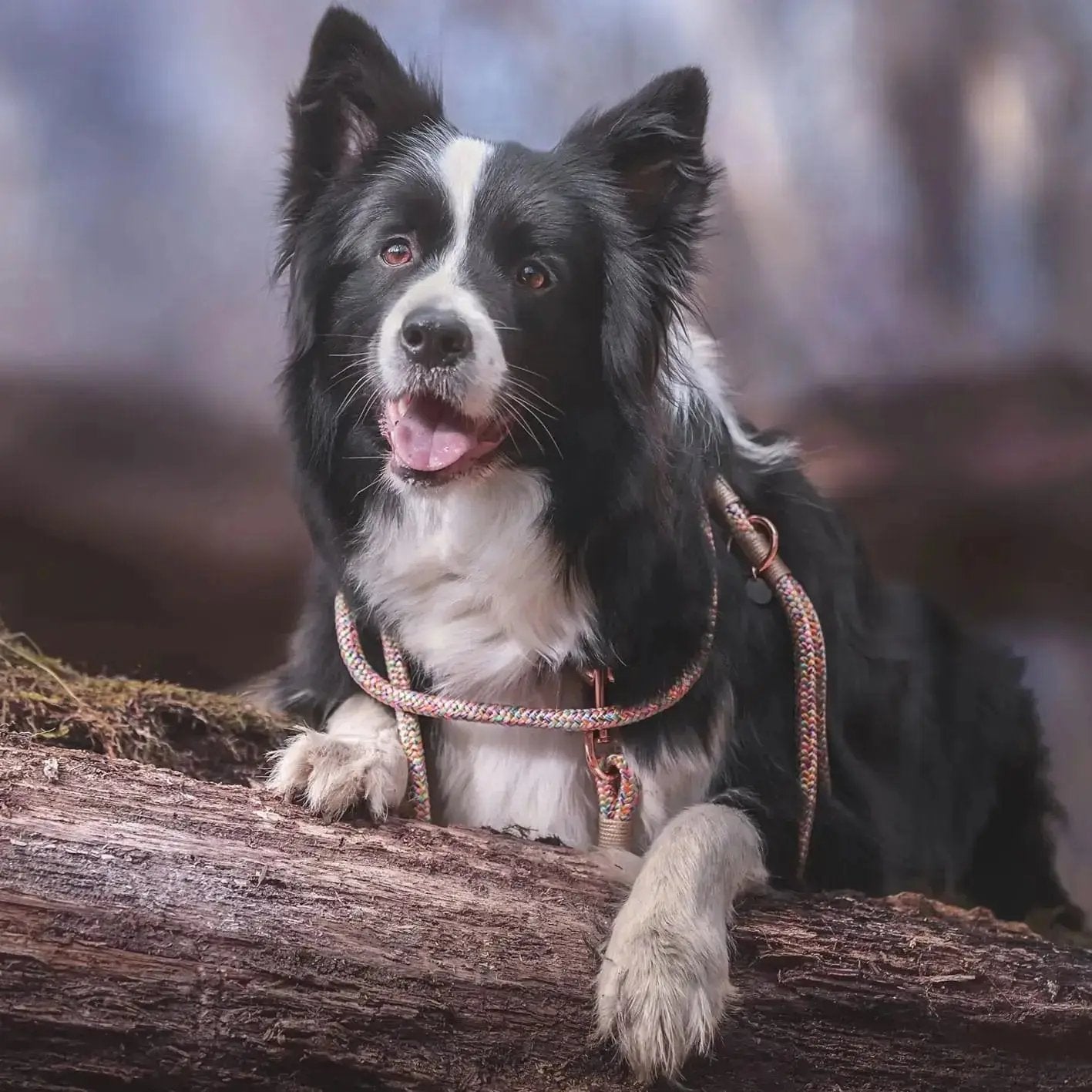 Smycz przepinana linowa dla psa, beżowy mix / Psiutti frutti BURA