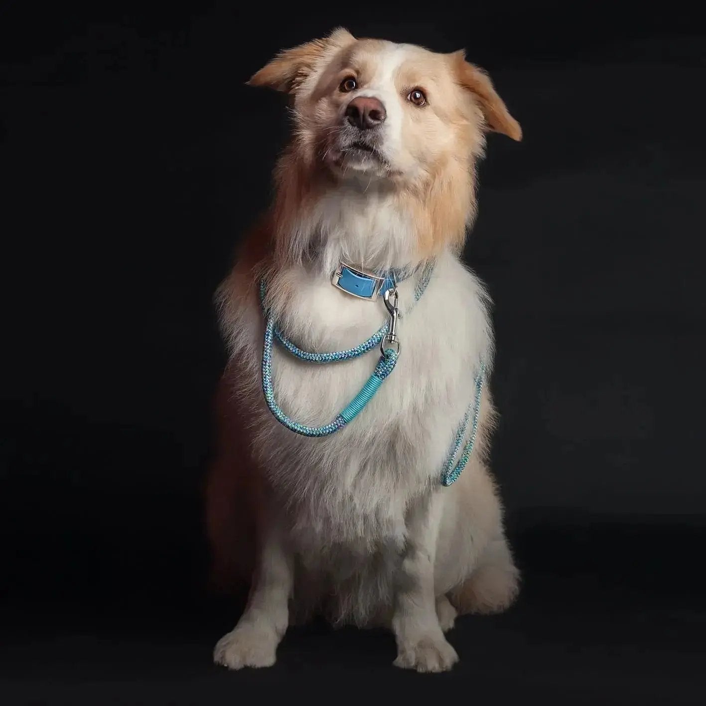 Smycz przepinana linowa dla psa, niebieski mix / I'm buldog... da ba dee da ba daa BURA