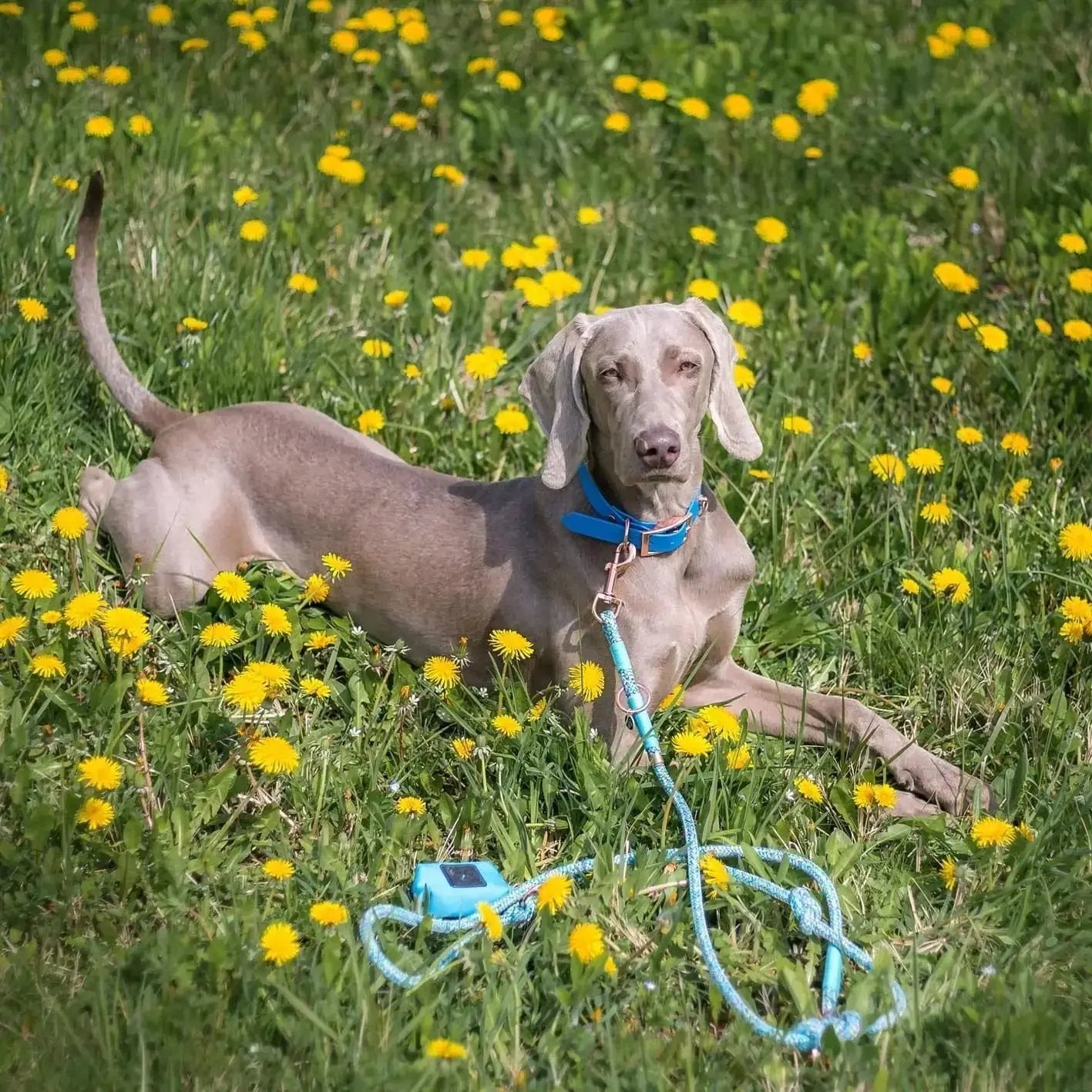 Smycz przepinana linowa dla psa, niebieski mix / I'm buldog... da ba dee da ba daa BURA