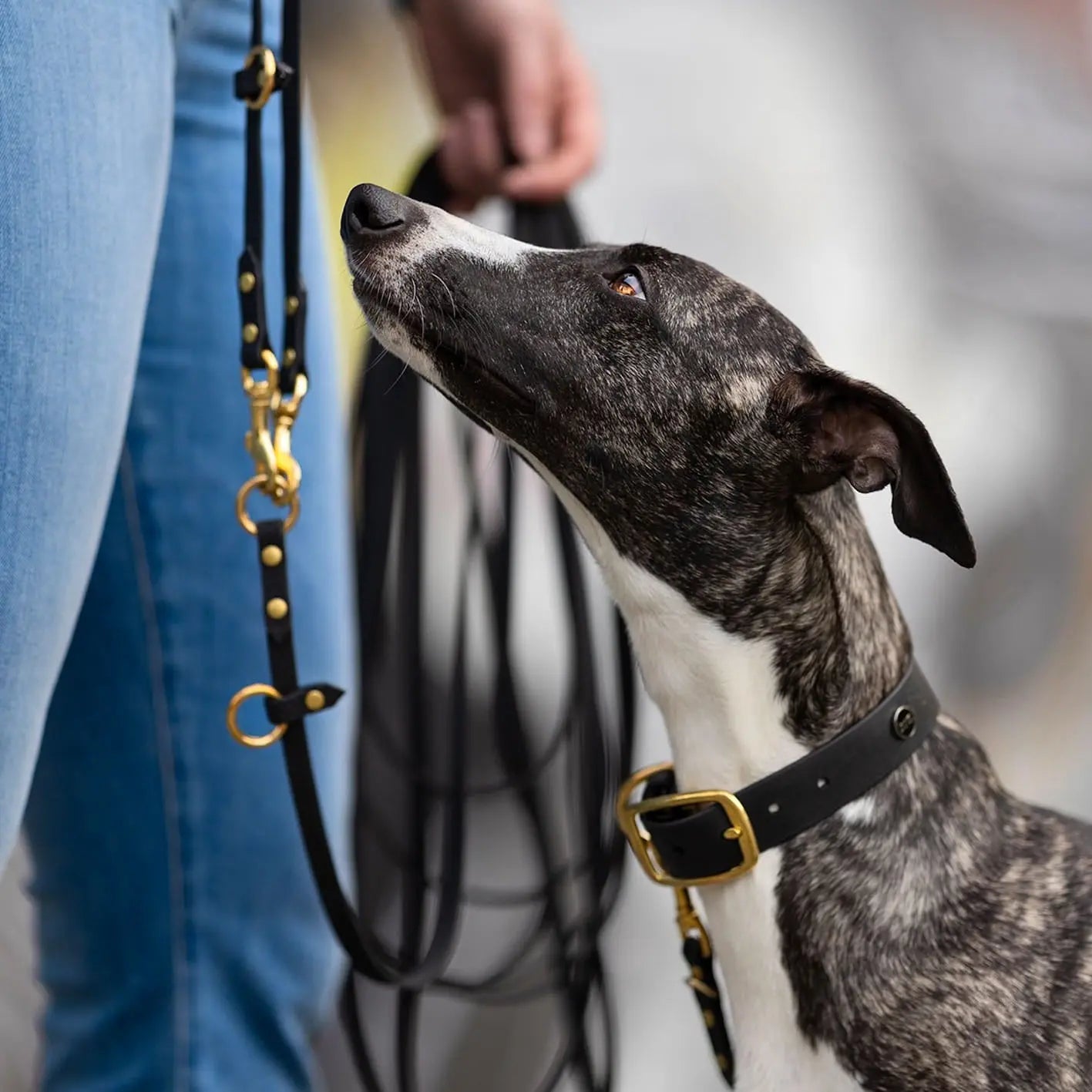 Obroża na sprzączkę dla psa, czarny / COCO Psianel, dog in BLACK BURA