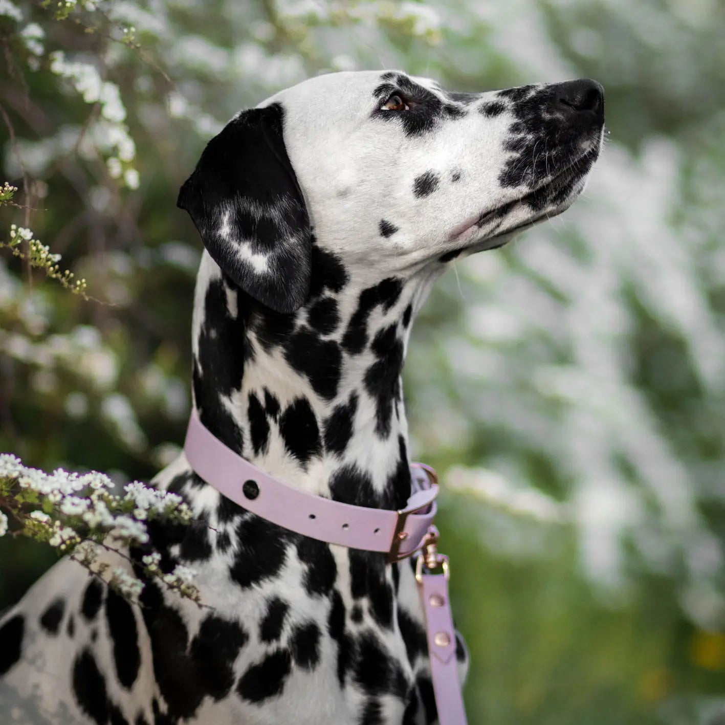 Obroża na sprzączkę dla psa, lilia / time to be Unidog!, YOU're pawsome! BURA