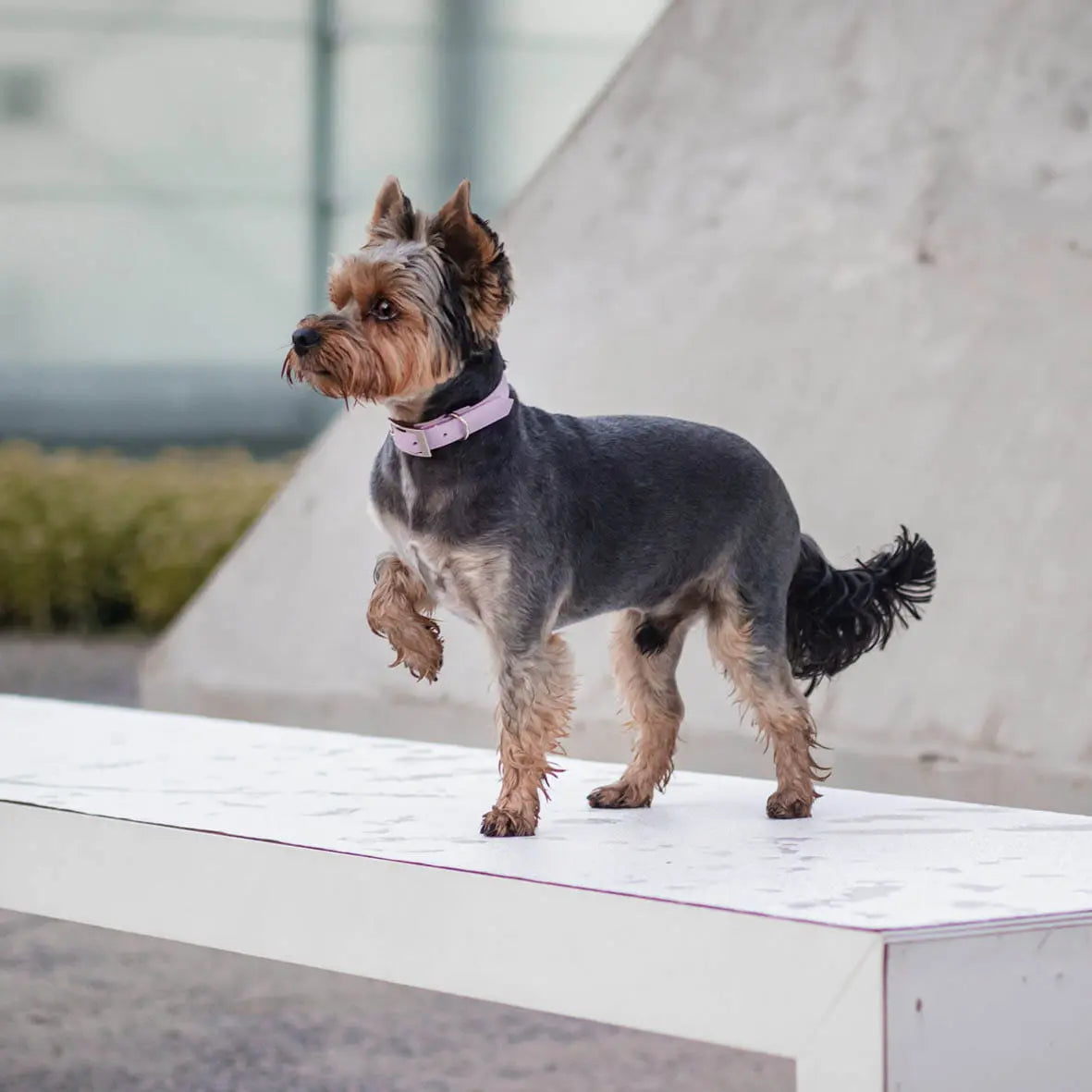 Obroża na sprzączkę dla psa, lilia / time to be Unidog!, YOU're pawsome! BURA