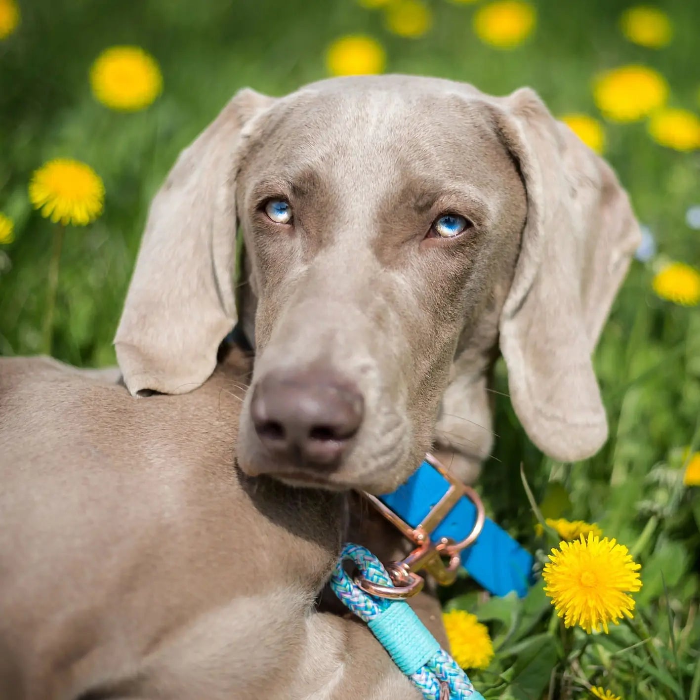 Obroża na sprzączkę dla psa, niebieski / I'm buldog... BURA
