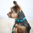 Załaduj obraz do przeglądarki galerii, Obroża na sprzączkę dla psa, turkus / wilk MORSKI BURA

