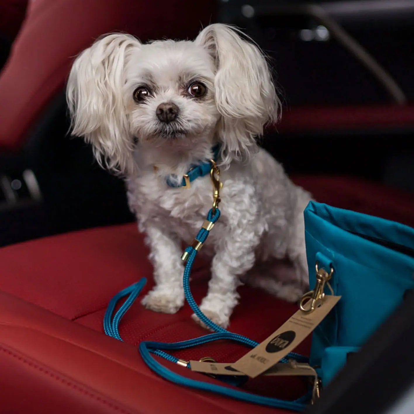 Obroża na sprzączkę dla psa, turkus / wilk MORSKI BURA