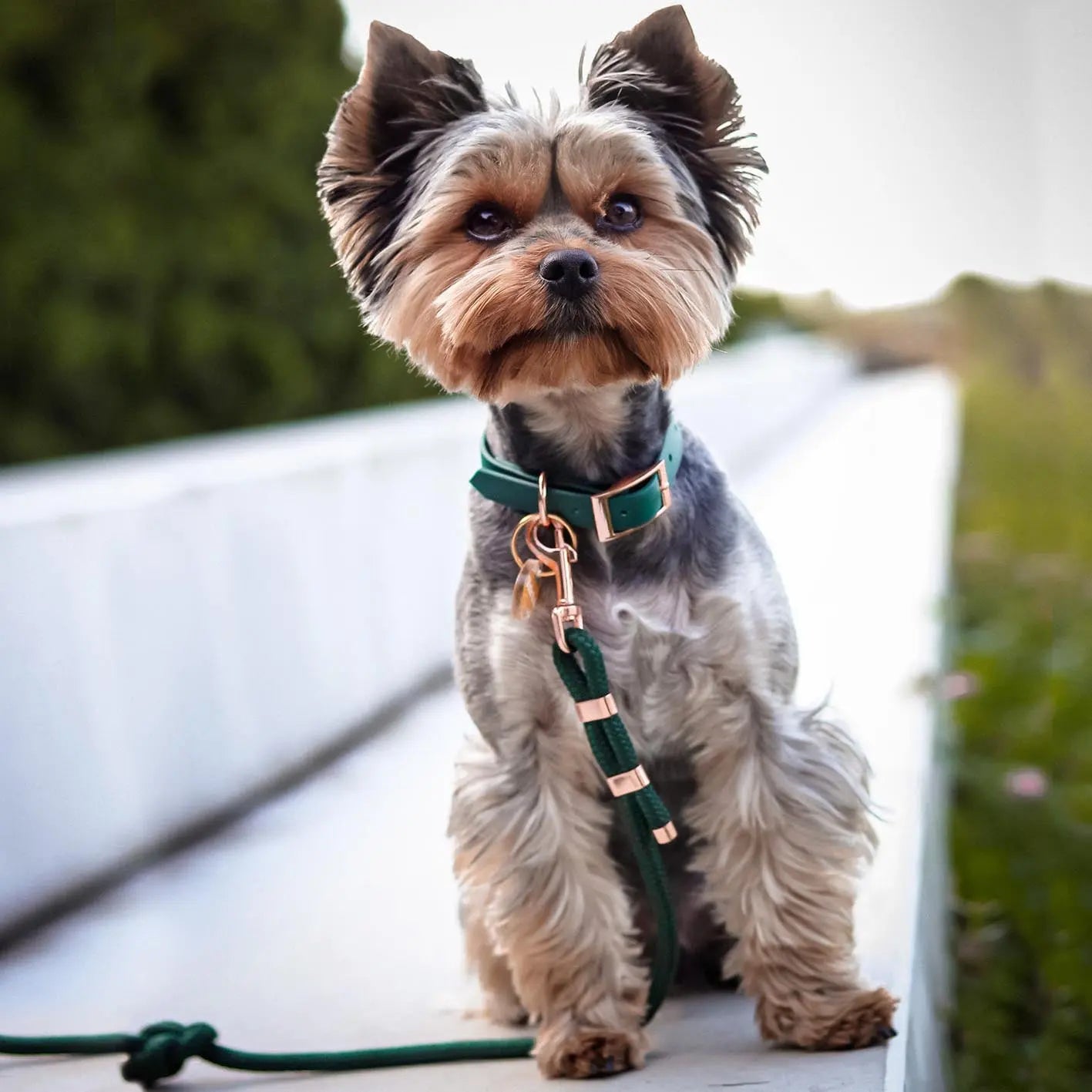 Obroża na sprzączkę dla psa, butelkowa zieleń / born to be wild... DOG BURA