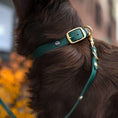 Załaduj obraz do przeglądarki galerii, Obroża na sprzączkę dla psa, butelkowa zieleń / born to be wild... DOG BURA
