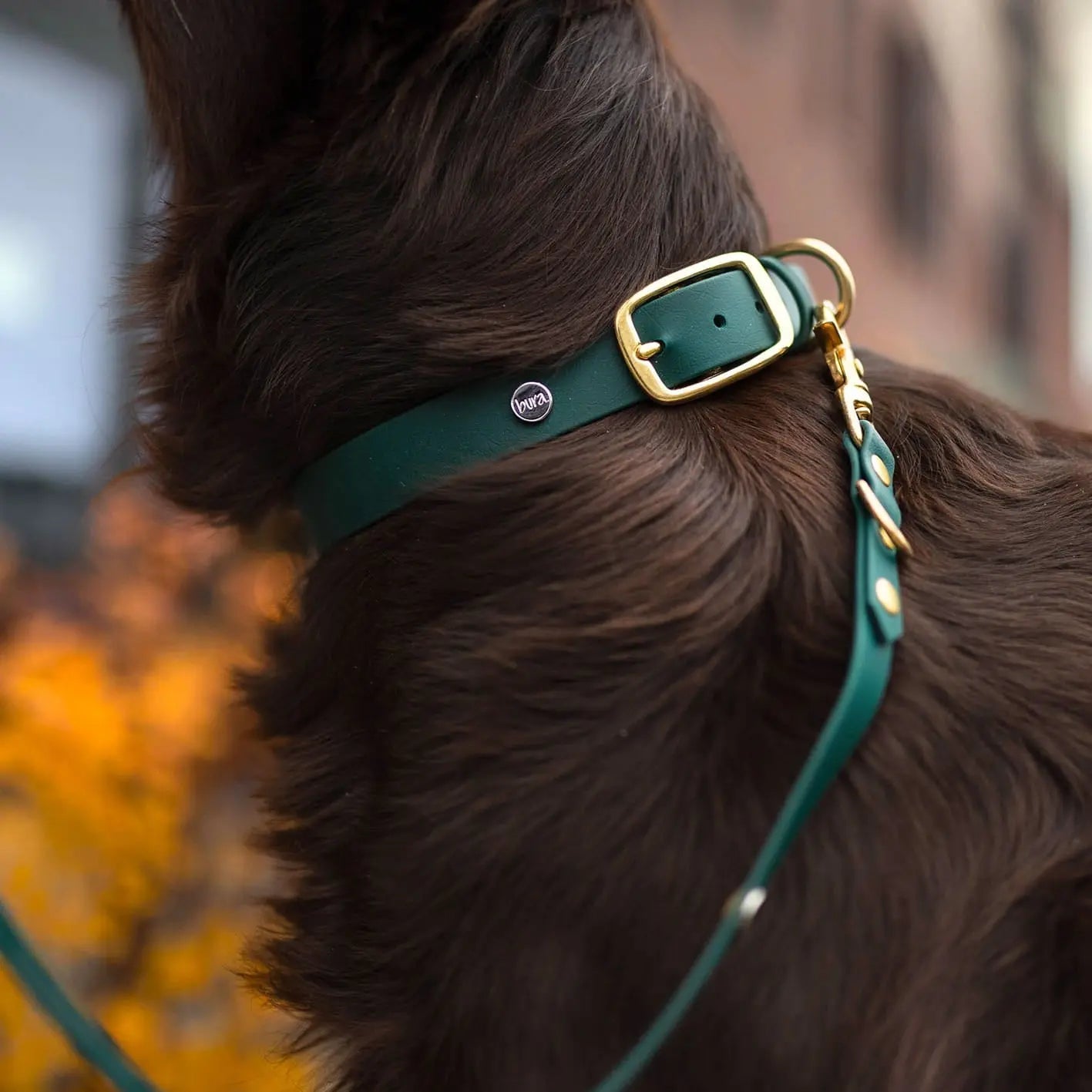 Obroża na sprzączkę dla psa, butelkowa zieleń / born to be wild... DOG BURA