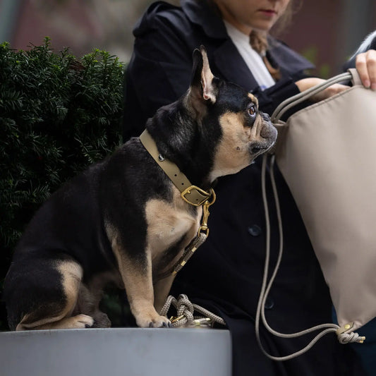 Obroża na sprzączkę dla psa, khaki / PSIAkość BURA
