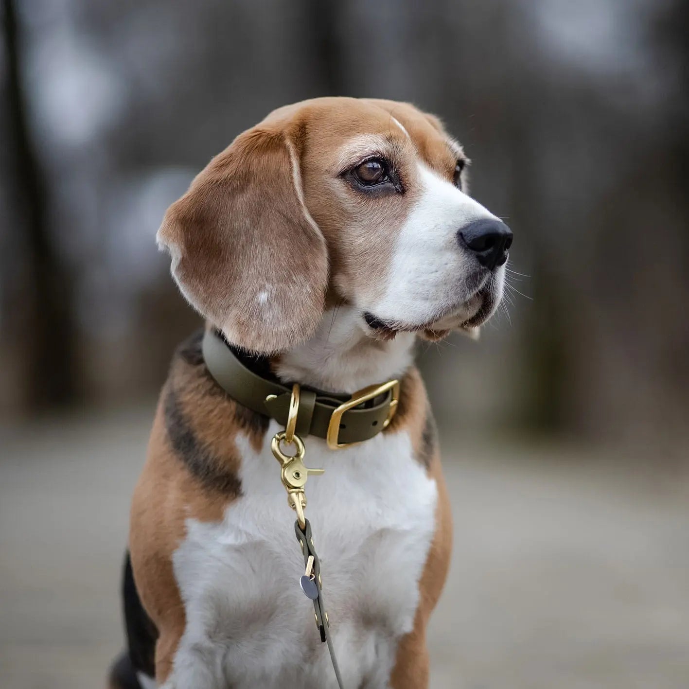 Obroża na sprzączkę dla psa, militarna zieleń / WATAHA BURA