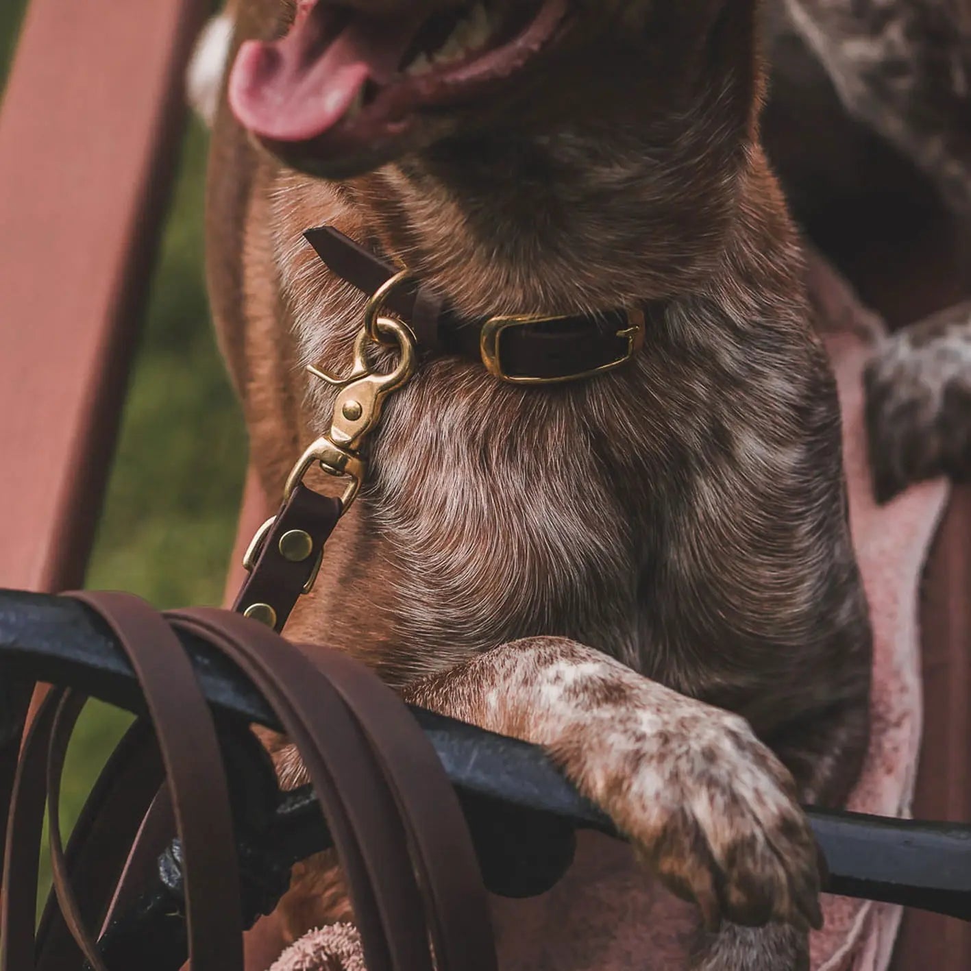 Obroża na sprzączkę dla psa, ciemny brąz / dark chocolate... HAU good! BURA