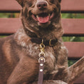 Załaduj obraz do przeglądarki galerii, Obroża na sprzączkę dla psa, ciemny brąz / dark chocolate... HAU good! BURA
