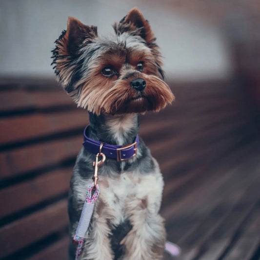 Obroża na sprzączkę dla psa, fiolet / time to be Unidog! BURA