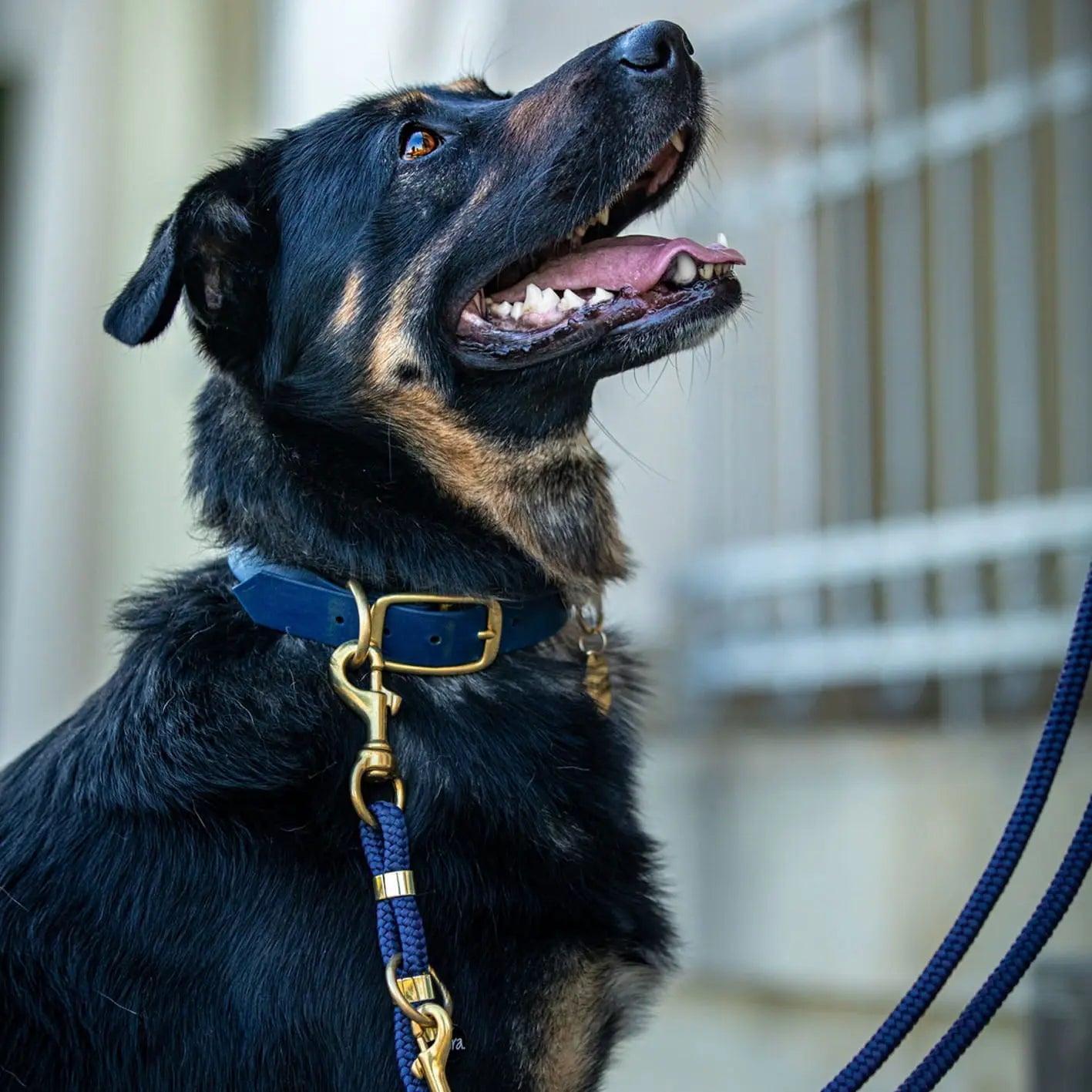 Obroża na sprzączkę dla psa, granat / Royal dog BURA