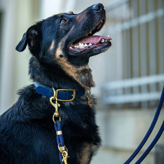 Obroża na sprzączkę dla psa, granat / Royal dog BURA