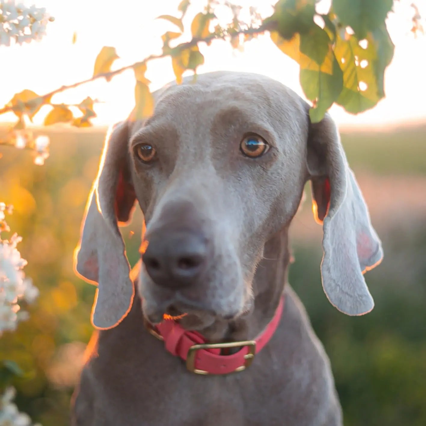 Obroża na sprzączkę dla psa, koral / Psiutti frutti BURA