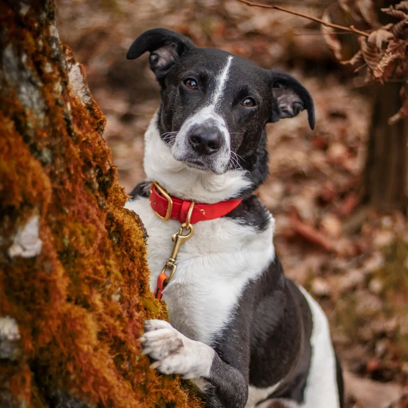 Obroża na sprzączkę dla psa, czerwony / hot DOG BURA