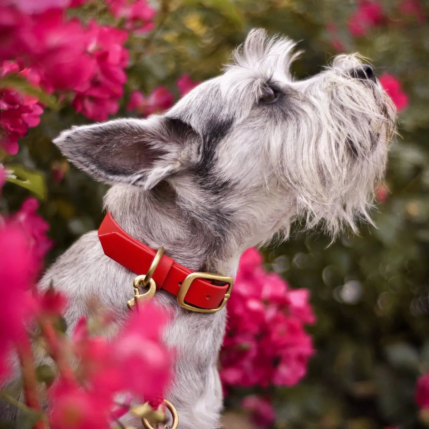 Obroża na sprzączkę dla psa, czerwony / hot DOG BURA