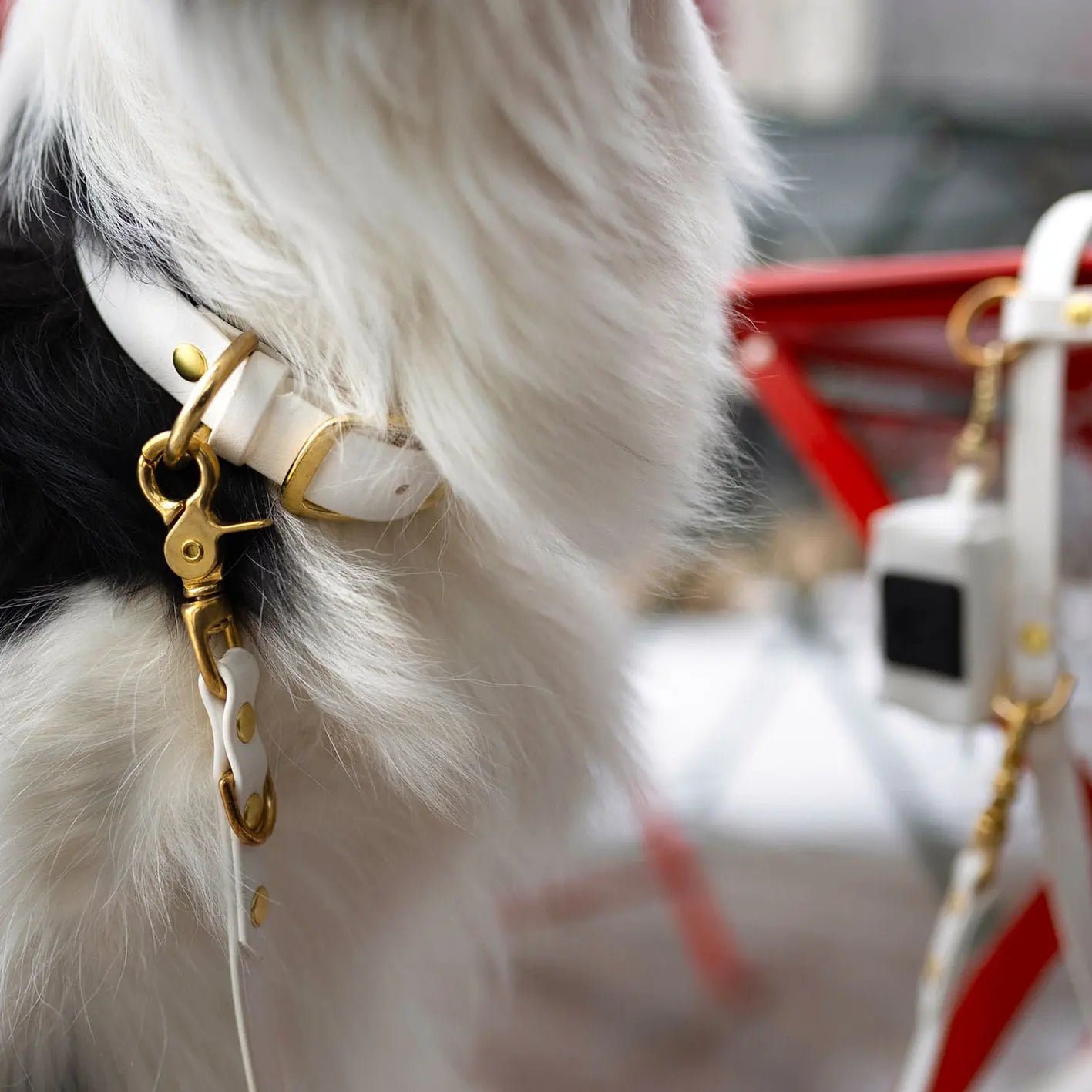 Obroża na sprzączkę dla psa, biały / beza Psiavlova BURA