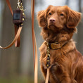 Załaduj obraz do przeglądarki galerii, Obroża na sprzączkę dla psa, beżowy / PSInut butter, Psiutti frutti BURA
