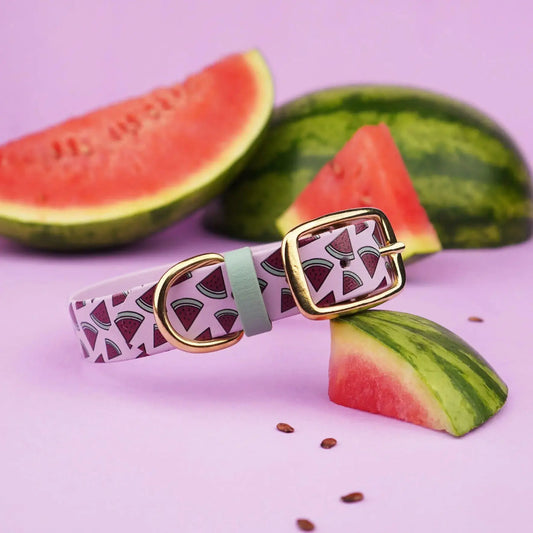 Obroża na sprzączkę dla psa, Arbuziki / lilia BURA