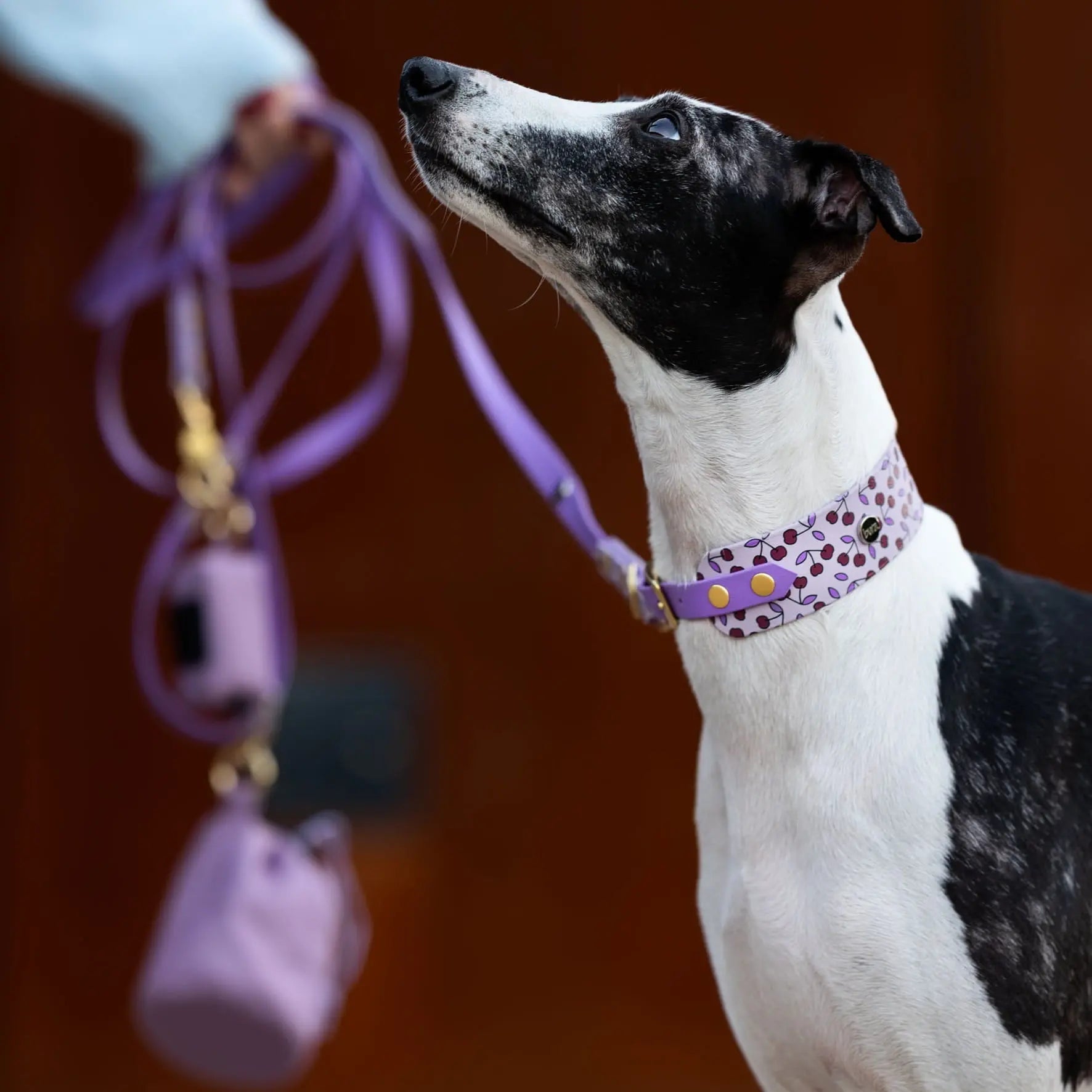 Obroża dla Charta na sprzączkę, Wisienki / liliowy BURA