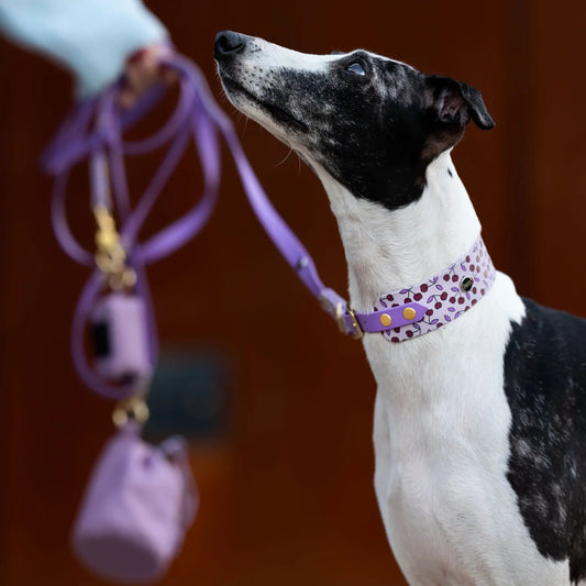 Obroża dla Charta na sprzączkę, Wisienki / liliowy BURA