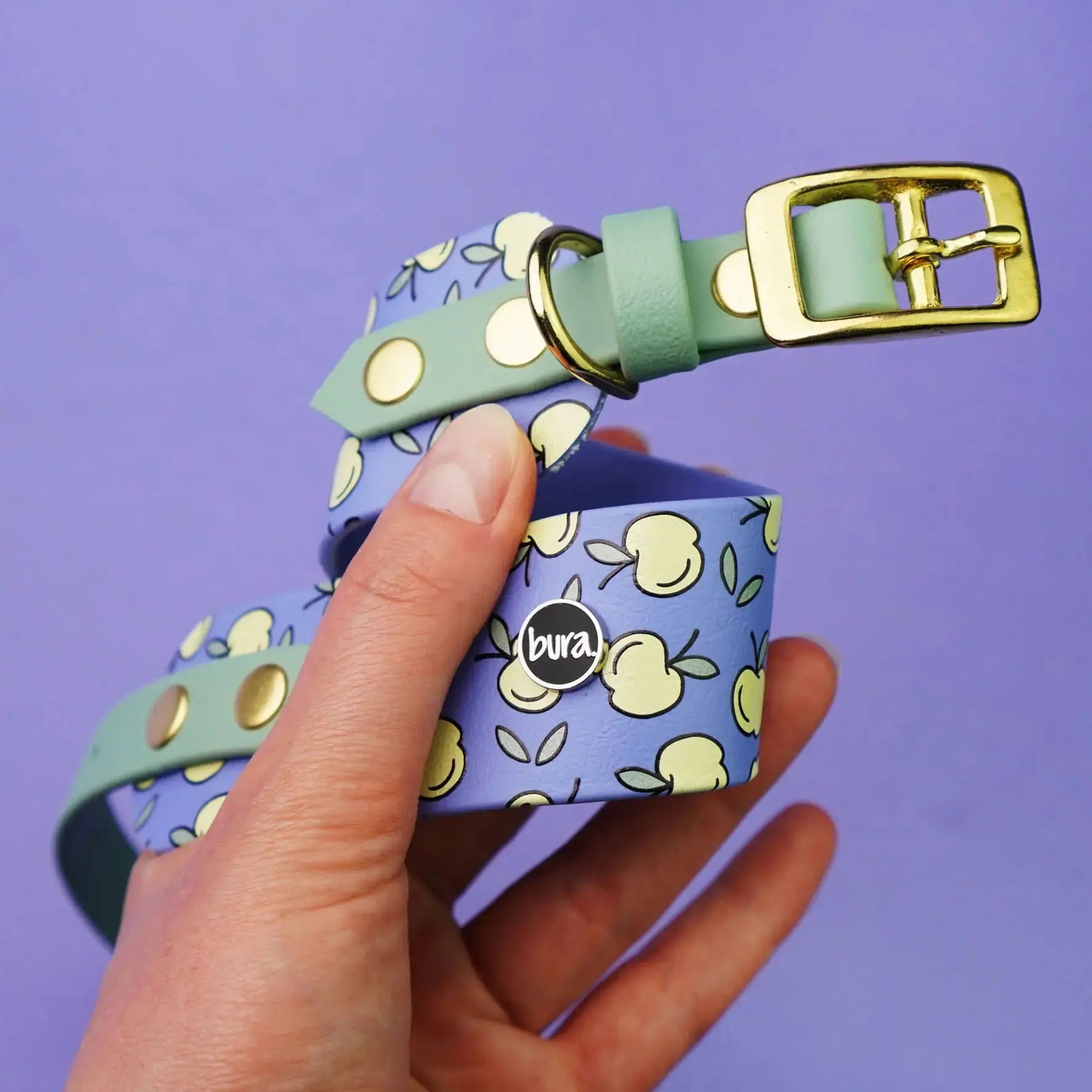 Obroża dla Charta na sprzączkę, Jabłuszka / niebiesko-lawendowy BURA