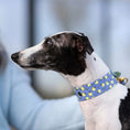 Załaduj obraz do przeglądarki galerii, Obroża dla Charta na sprzączkę, Jabłuszka / niebiesko-lawendowy BURA
