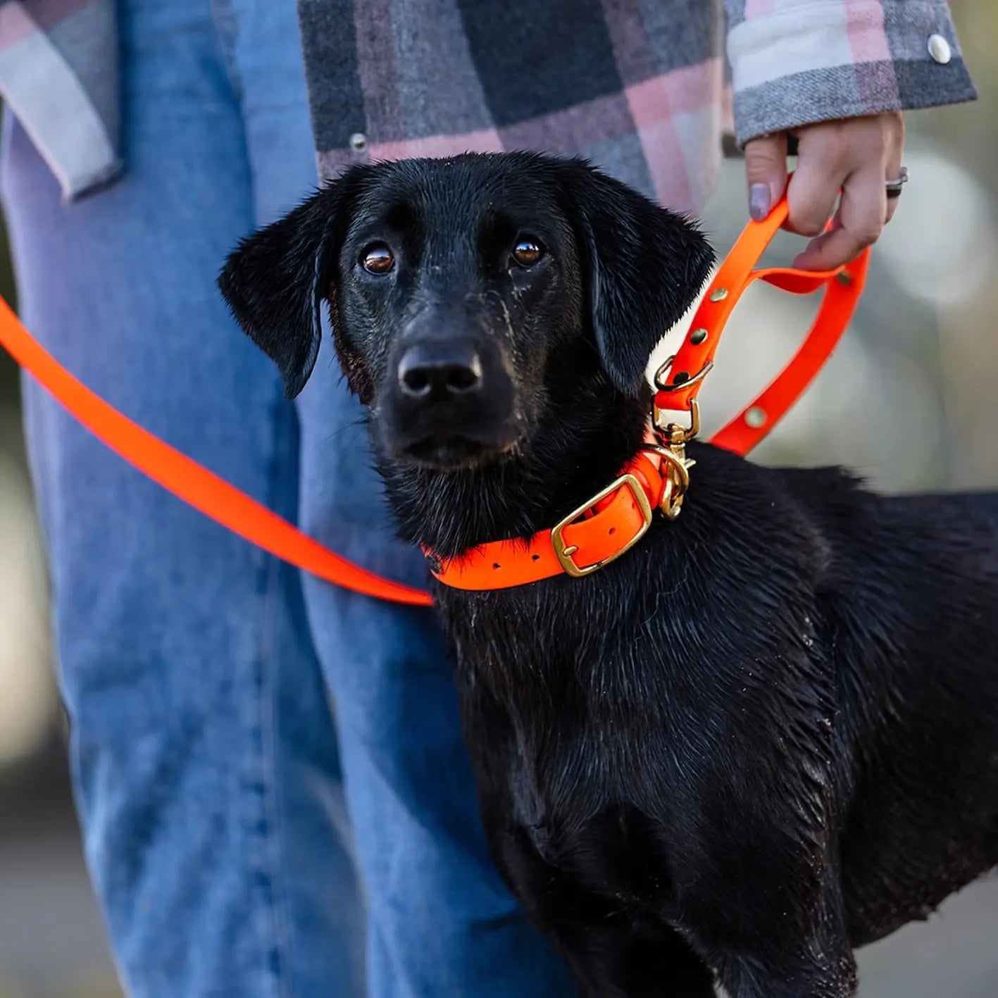 Obroża na sprzączkę dla psa, pomarańcz / doggie COOL BURA