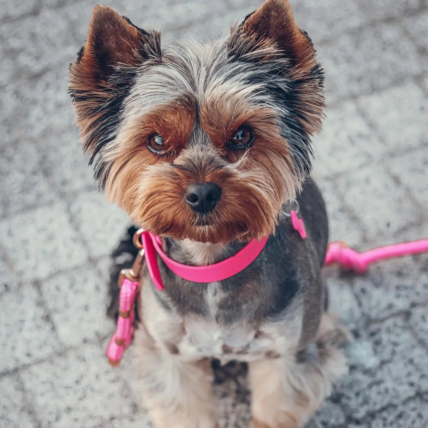 Obroża na sprzączkę dla psa, różowy / Pies&love BURA