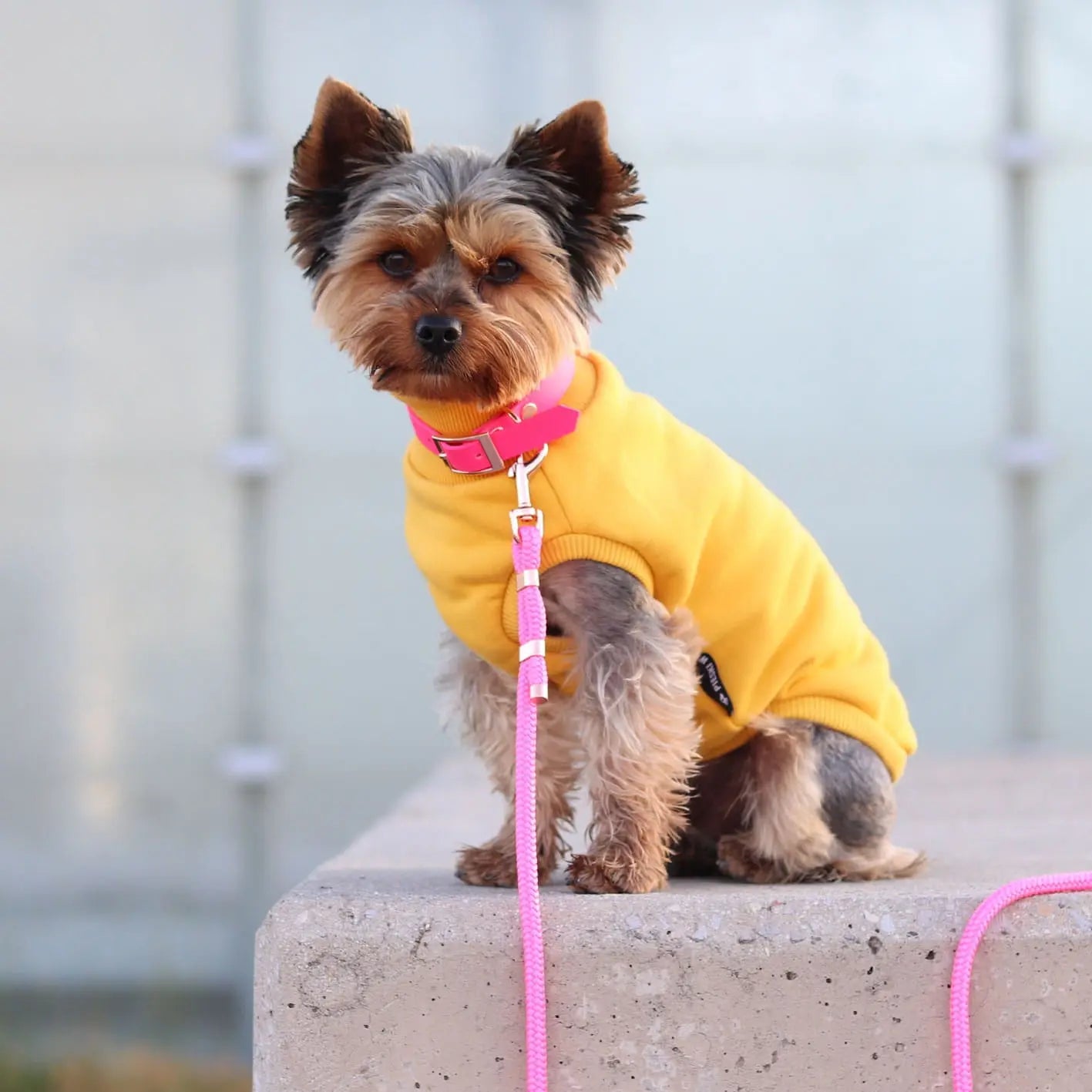 Obroża na sprzączkę dla psa, różowy / Pies&love BURA