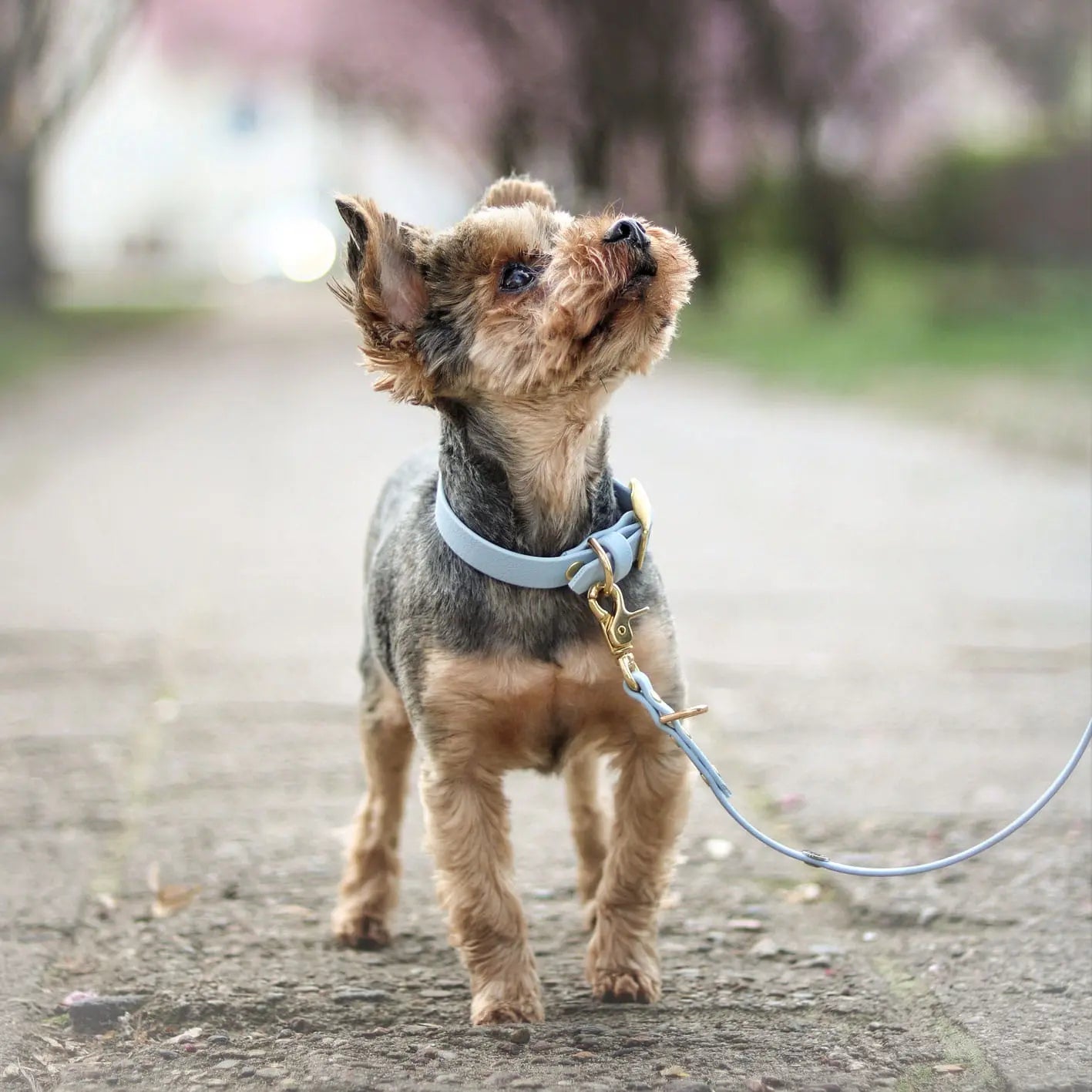 Obroża na sprzączkę dla psa, pastelowy niebieski / PUPPY blue BURA