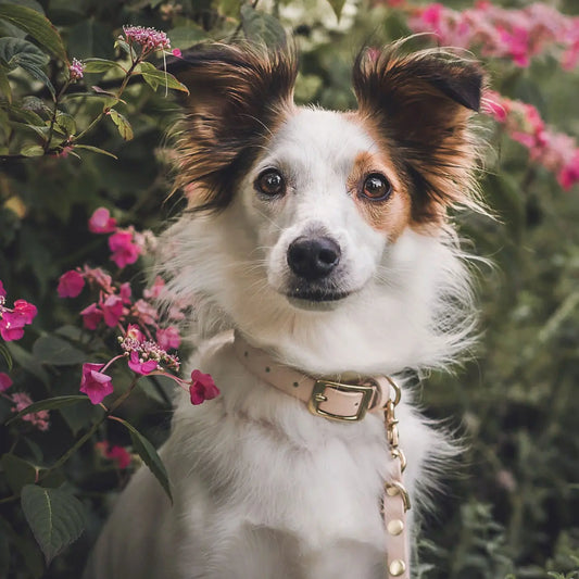 Obroża na sprzączkę dla psa, pudrowy / PUP&cake BURA
