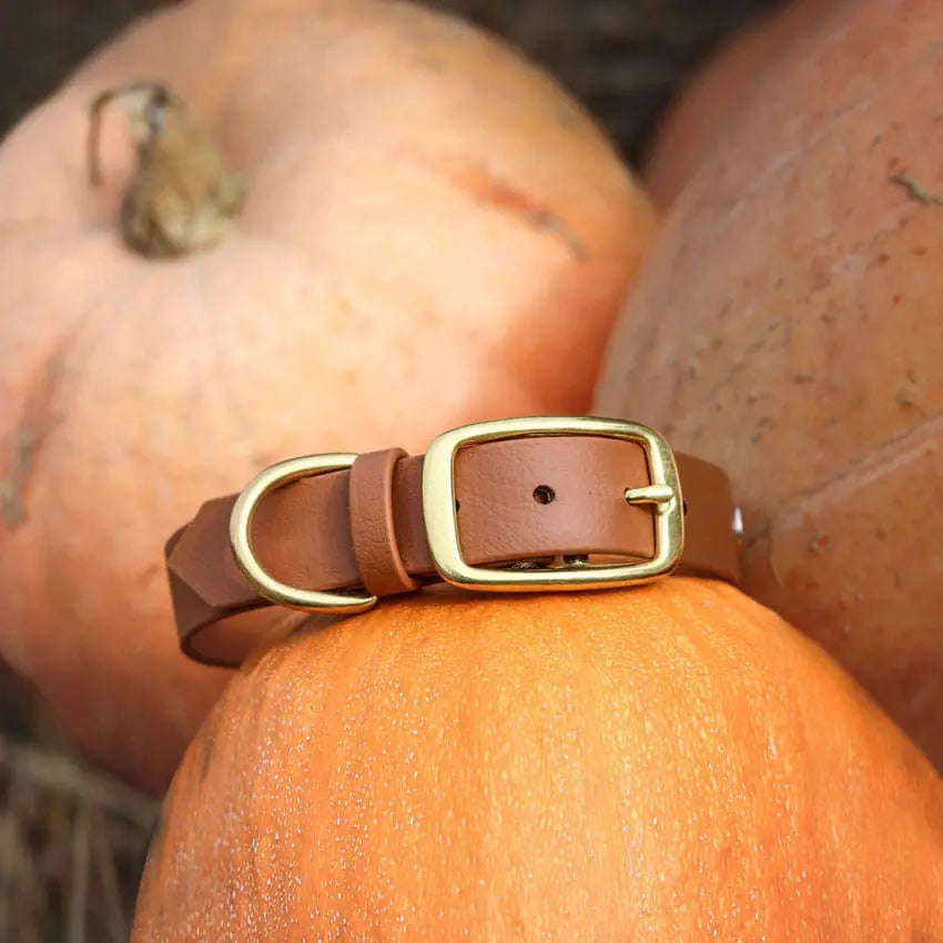 Obroża na sprzączkę dla psa, jasny brąz / dog on the ROCK BURA