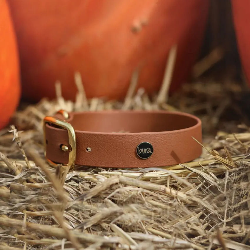 Obroża na sprzączkę dla psa, jasny brąz / dog on the ROCK BURA