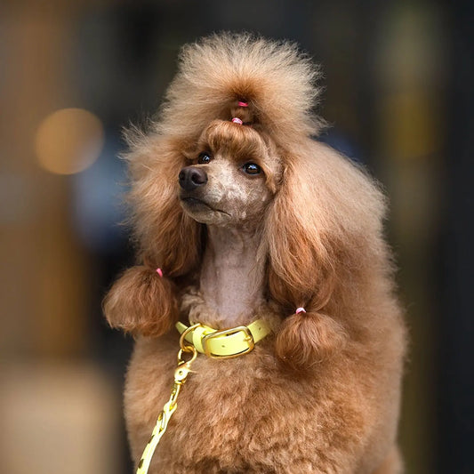 Obroża na sprzączkę dla psa, pastelowy żółty / PUP'S Paradise BURA