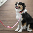 Załaduj obraz do przeglądarki galerii, Obroża na sprzączkę dla psa, pastelowy róż / PUPPY pink BURA
