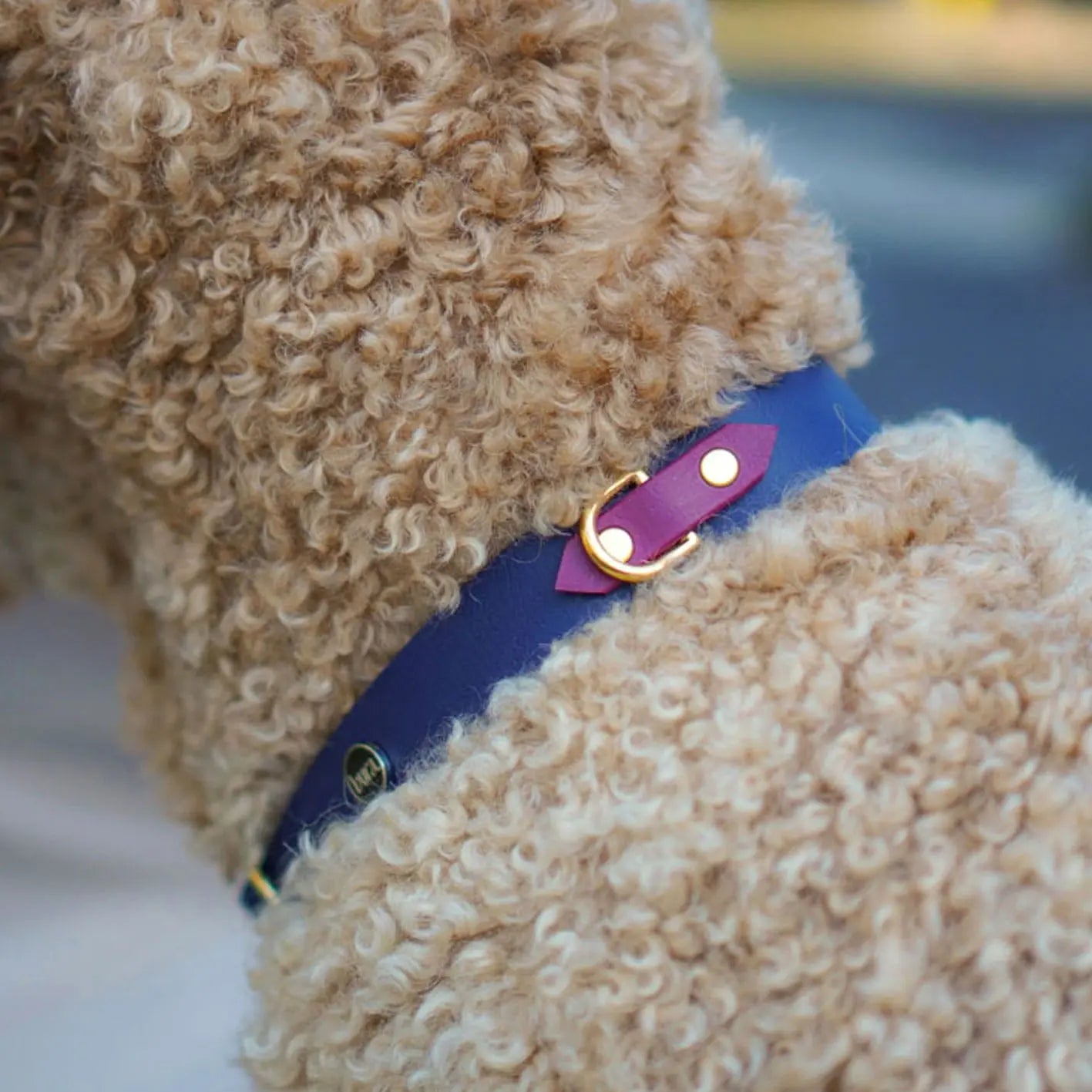 Obroża na sprzączkę dla psa, granatowo-bordowy / Bura Szmula BURA