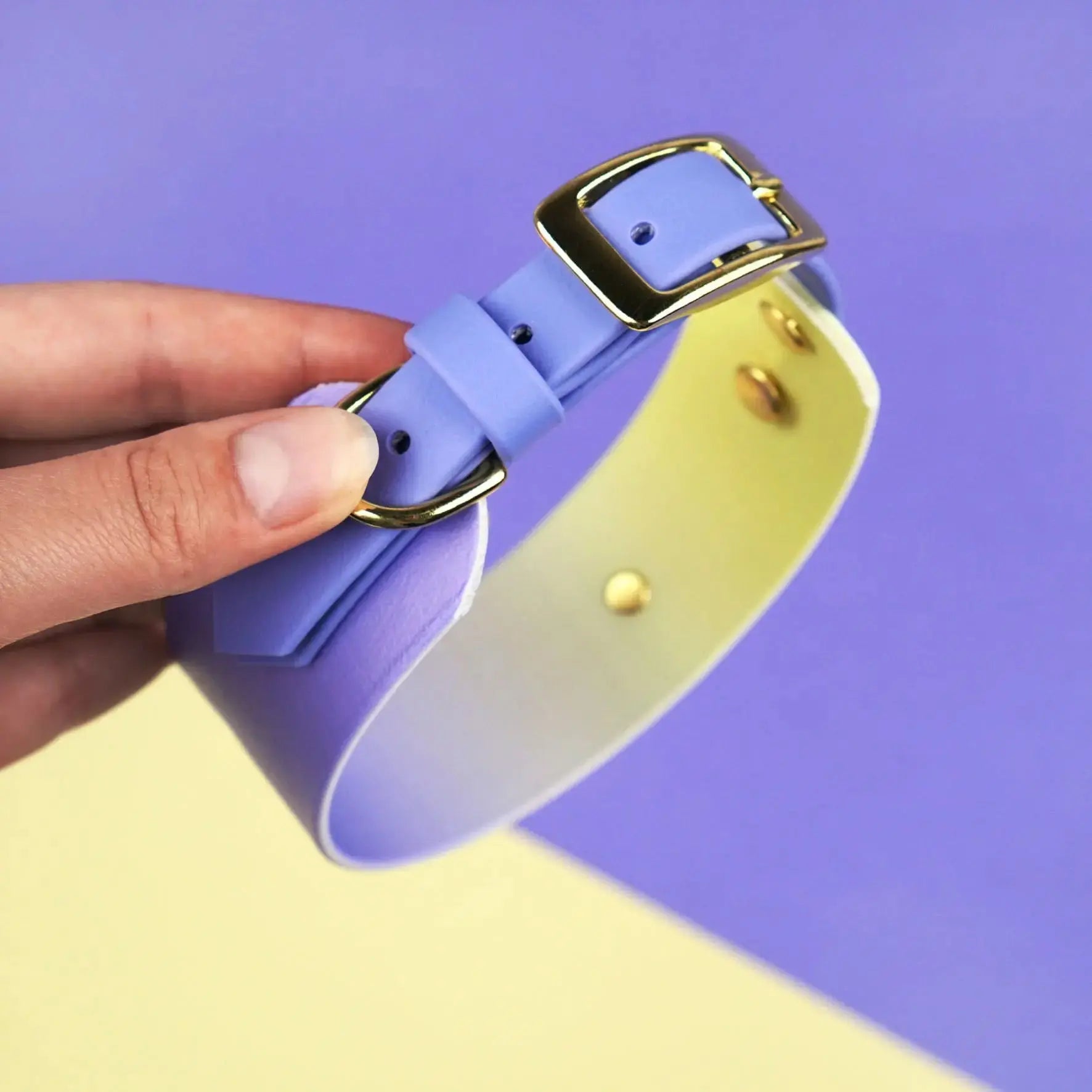 Obroża dla Charta na sprzączkę, Lavender Haze BURA