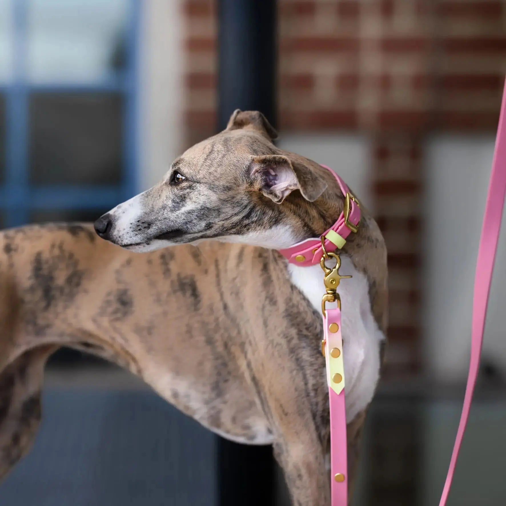 Smycz przepinana multifunkcyjna z Biothane dla psa, Pink Malibu BURA