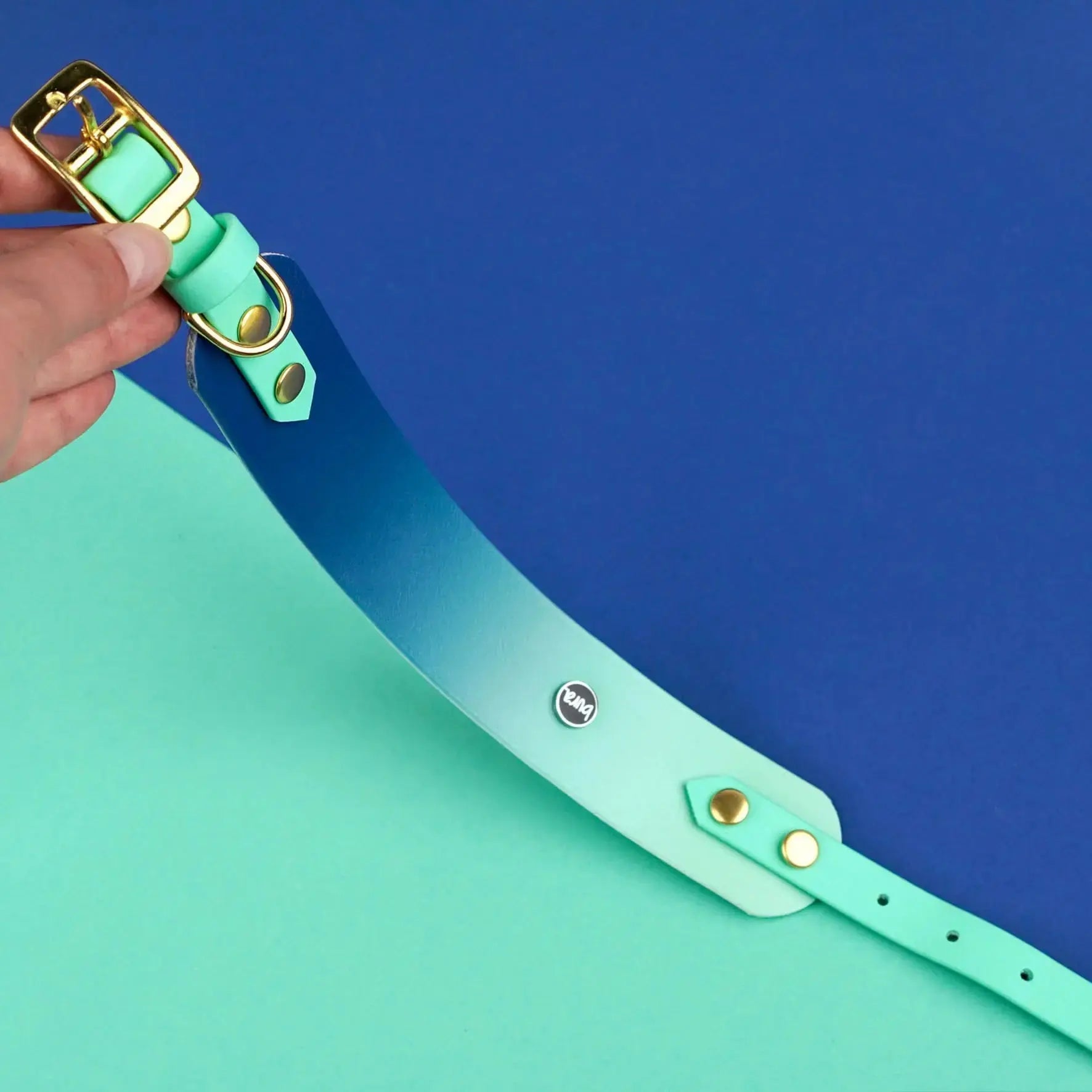 Obroża dla Charta na sprzączkę, Blue Lagoon BURA