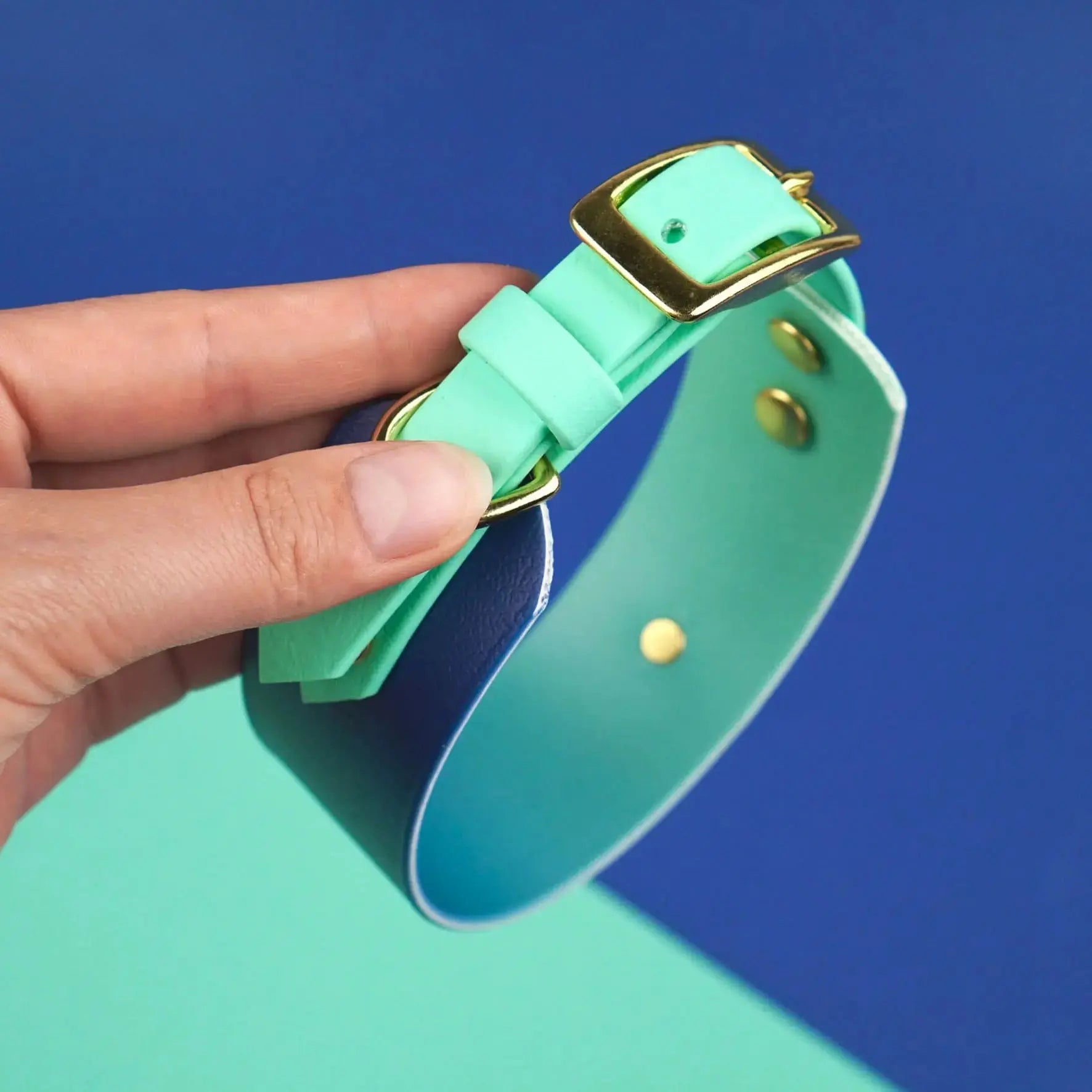 Obroża dla Charta na sprzączkę, Blue Lagoon BURA