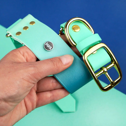 Szeroka obroża turkusowo niebieska ze złotymi sprzączkami, trzymana w ręku.