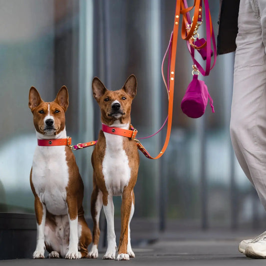 Smycz przepinana multifunkcyjna z Biothane dla psa, Tequila Sunrise BURA