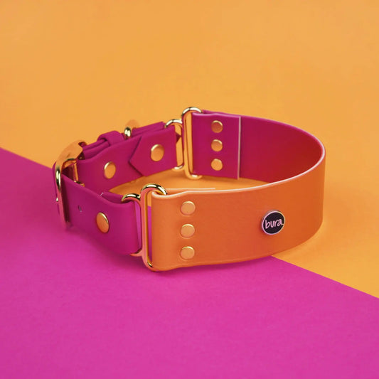 Szeroka obroża na sprzączkę, Tequila Sunrise BURA