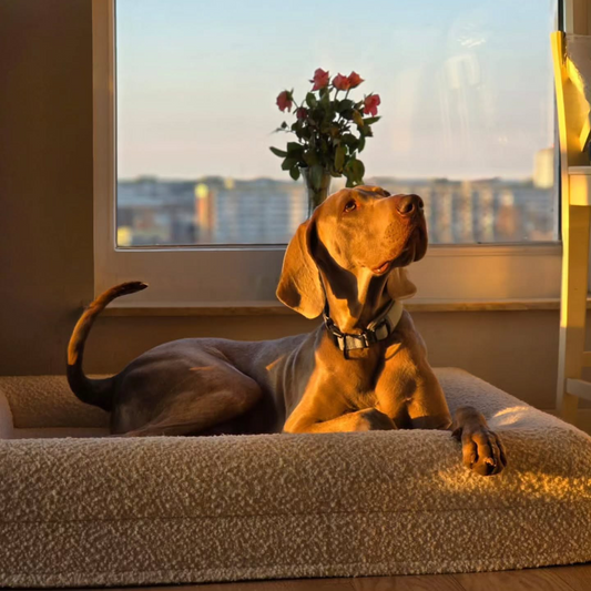 Legowisko ortopedyczne premium boucle LARGE